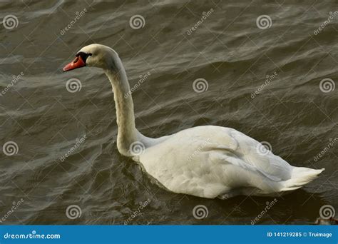 This Is The Real Swan Lake Stock Image Image Of Blue 141219285