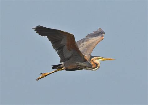 Zenfolio Adrian Dowling Wildlife Photography All Photographs