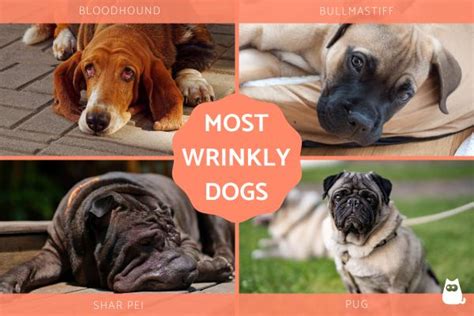 15 Most Wrinkly Dog Breeds Big And Small Dogs With Wrinkles