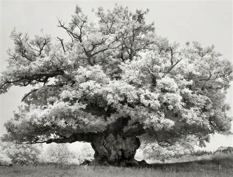 Beth Moon Chestnut In Cowdray Park 2000 2010 Available For Sale