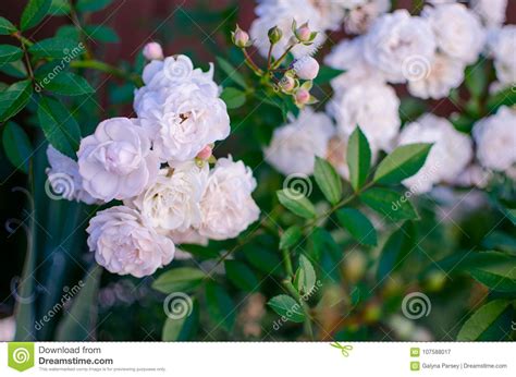 A Beautiful Large White Rose Grows In The Garden Stock Image Image Of