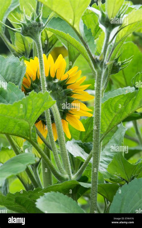 Sunflower Stem And Leaves
