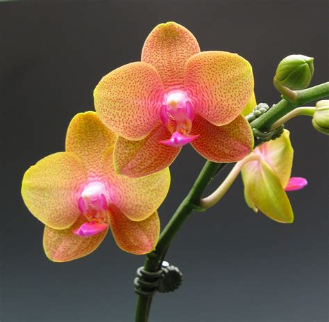 We Have A Lot To Be Thankful For Orchidaceous Orchid Blog