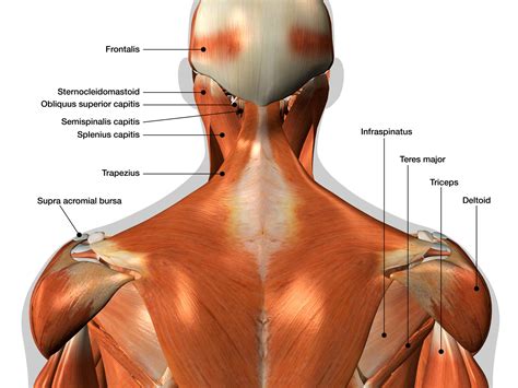 Muscles of the back extrinsic superficial muscles tapezius attachments superior nuchal line, external occipital protuberance, nuchal ligament, spinous processes. Interspinales and Intertransversarii Back Muscles