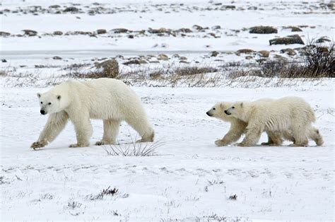 Polar Bears Zoology For Kids