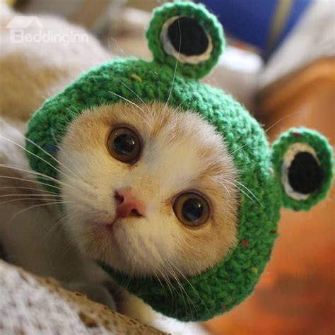 Chat Crochet Crochet Cat Hat Crochet Animals Baby Cats Cats And