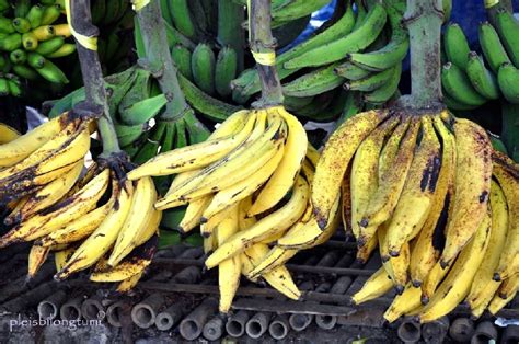 Maybe you would like to learn more about one of these? Mau Tau Beda Pisang Agung Dan Pisang Tanduk? Berikut ...