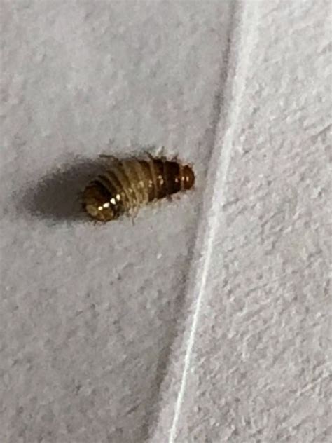 How to get rid of carpet beetles in my bedroom. 29 Stylish How to Get Rid of Carpet Beetles in My Bedroom ...