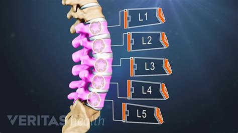 All About The L4 L5 Spinal Segment