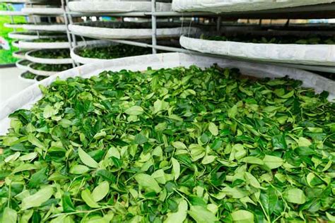 It can help you focus, fight aging, and even give you an energy boost! Green tea manufacturing - know how it is made, sorted