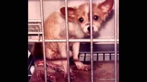 Why Animal Testing Is Cruel Ineffective And Just Plain Wrong Youtube