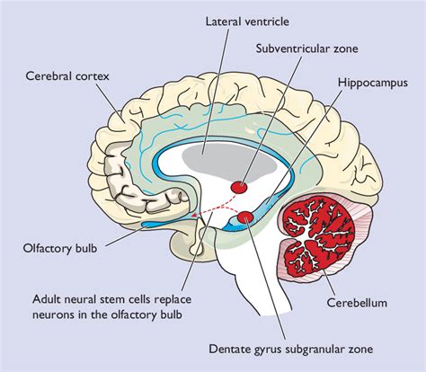 Two Main Endogenous Neurogenic Regions Contain Multipotent Adult Neural