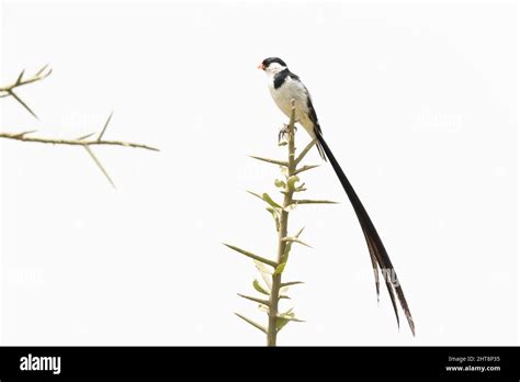 A Pin Tailed Whydah Vidua Macroura Perched In A Tree Stock Photo Alamy