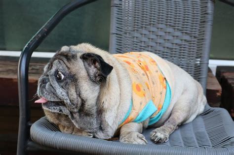 Cute Fat Pug Dog Sitting On A Chair Happy Smile Stock Image Image Of