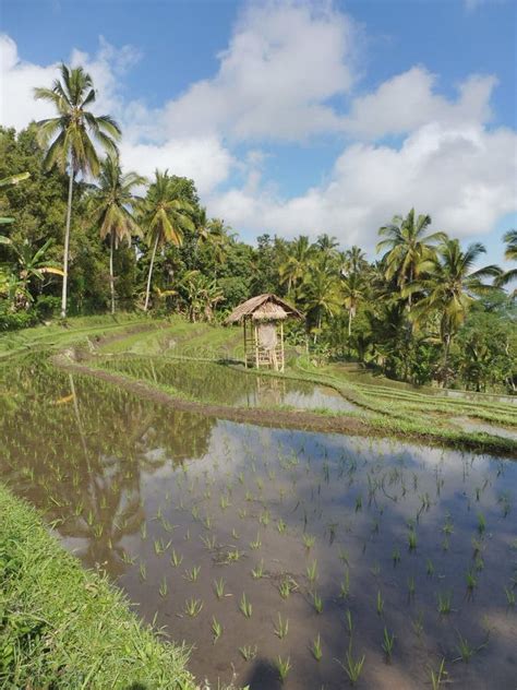 Munduk Middle Of Bali Rice Field With Water Reflect Early Morning Hike