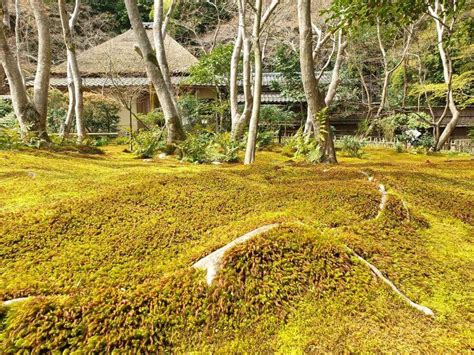 The Best Moss Gardens In Kyoto
