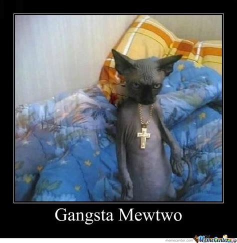 Download The Luxury Funny Gangsta Cat Memes Hilarious Pets Pictures