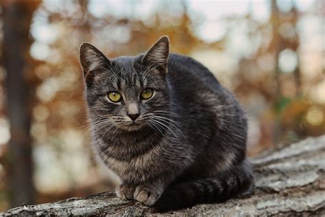 Feral Cats Caring For Your Colony In The Winter Ontario