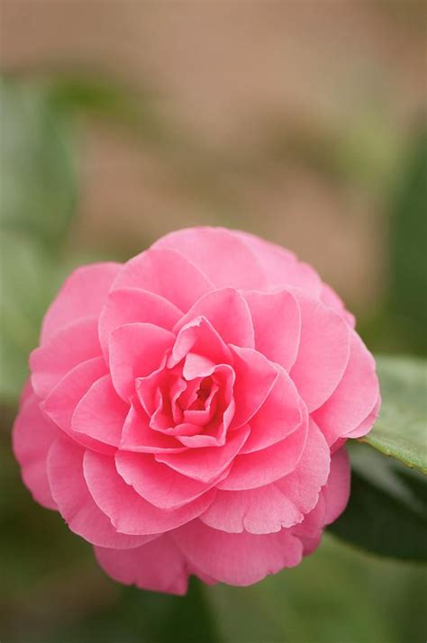 Pink Camellia Camellia Japonica Photograph By Maria