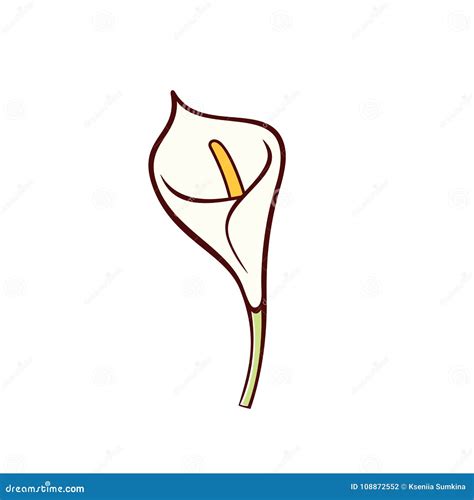 Vector Set With Calla Lily Flower Or Zantedeschia Isolated On White