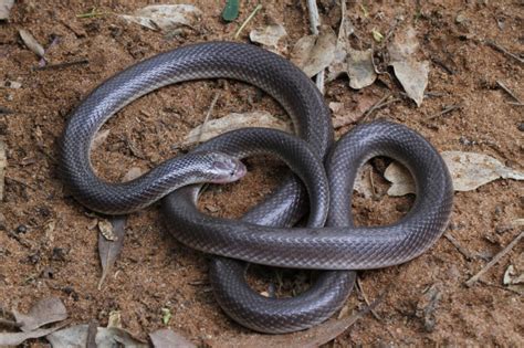 Asi Newsletter Little Black Snakes African Snakebite Institute