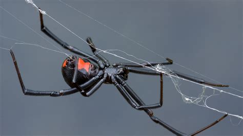 Do Black Widow Spiders Kill Their Mates Why The Male Black Widow