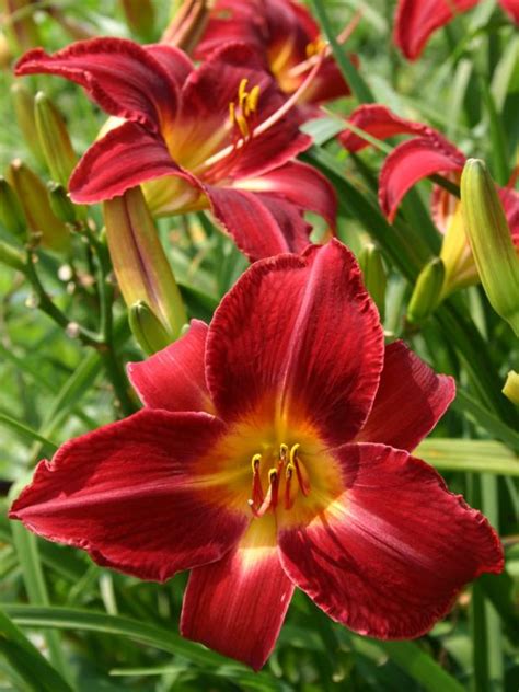 How To Plant Daylilies Hgtv