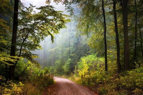 Forest Road Germany By Heiko Gerlicher Heikogerlicher On Instagram