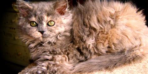 Hungarian Cat With Curly Fur By Blaze On 500px Selkirk Rex Cat Curly