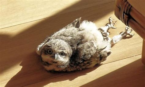 Apparently Baby Owls Sleep Face Down Because Their Heads Are Too Big
