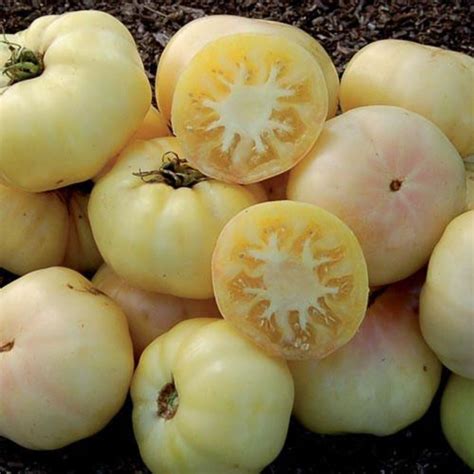 Heirloom Tomato Organic White Tomatoes Vegetable Plant 25 Pcsbag Seed