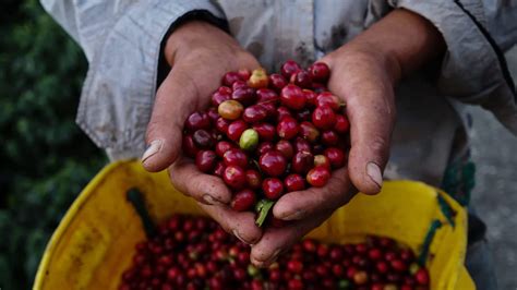 Sri Lankan Coffee Report Market Development Facility
