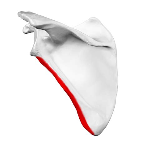 Filelateral Border Of Left Scapula01png Wikimedia Commons