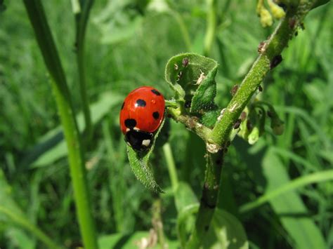 Ladybugs Pest Or Powerful Pest Control Off The Grid News