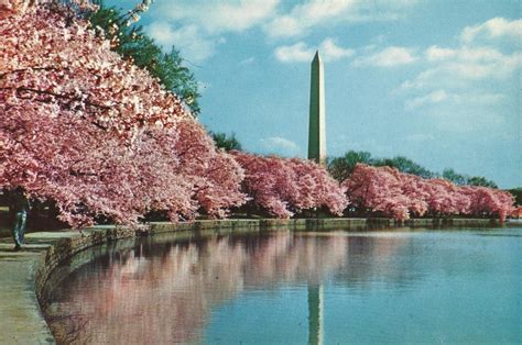 Vintage Travel Postcards: Washington Monument