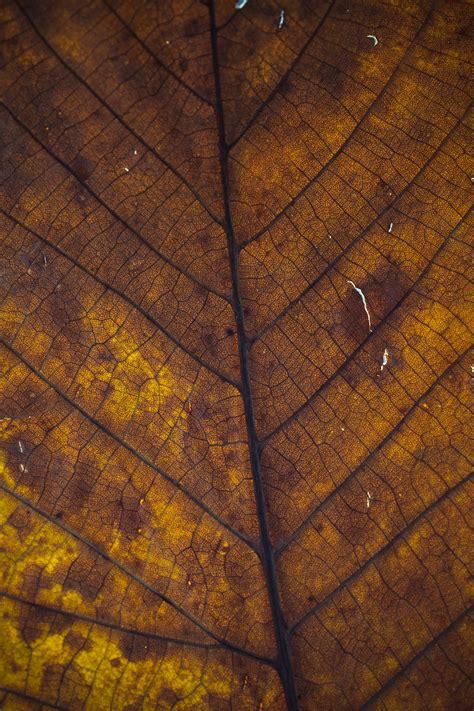 Brown Leaf Photo Free Texture Image On Unsplash