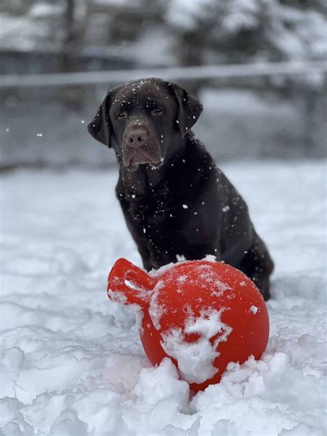 Skunk- Help! My dog got skunked | Endless Mt. Labradors