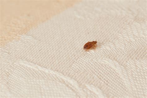 What Do Bed Bugs Look Like On A Mattress Are These Bed Bug Bites This