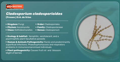 Cladosporium Cladosporioides Ecology Morphology And Cultivation