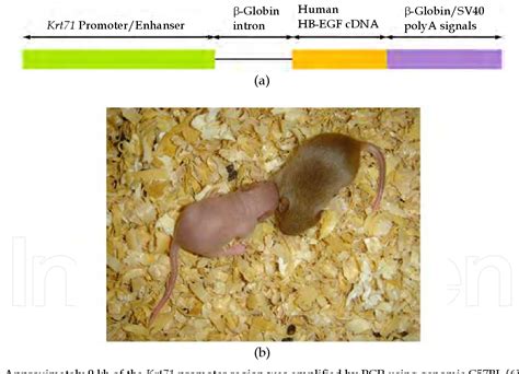 Figure 1 From Mouse Models For Atopic Dermatitis Developed In Japan
