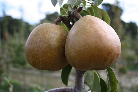 Winter Pears