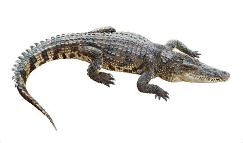 Crocodile Animal Facts Crocodylus Acutus Az Animals
