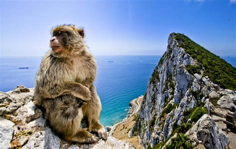 The gibraltar chronicle is a daily newspaper reporting on current. De beroemde, beruchte en soms brutale apen van Gibraltar ...