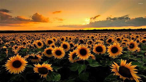 Sunflowers At Sunset Wallpapers Wallpaper Cave