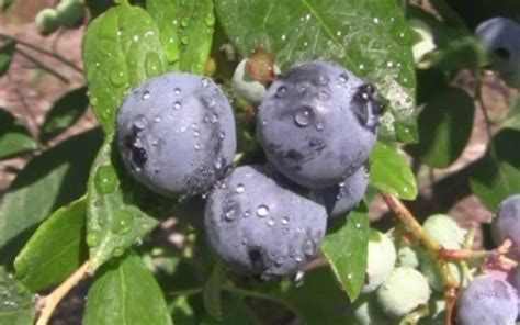 Southland Rabbiteye Blueberry 1 Gallon Shrub Fruit Blueberry