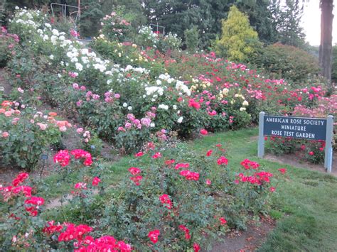 The ambiance of shilo inn portland rose garden is reflected in every guestroom. File:International Rose Test Garden in Portland, Ore ...