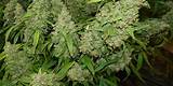 Marijuana Plants Ready To Harvest Images