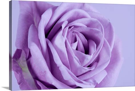 Premium Thick Wrap Canvas Wall Art Entitled Purple Rose Ebay