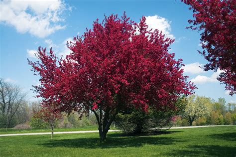 Red Flowering Crabapple Malus Ioensis ‘rubra Heritage Fruit Trees