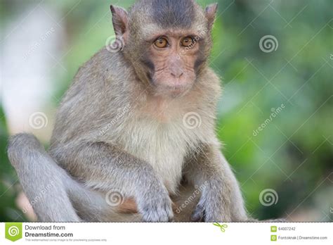 Funny Monkeys Stock Photo Image Of Cute Eating Monkey 64007242